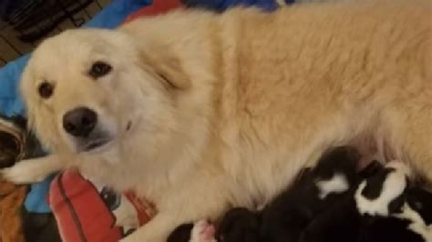 Y­a­v­r­u­l­a­r­ı­n­ı­ ­k­a­y­b­e­d­i­p­ ­h­a­y­a­t­a­ ­k­ü­s­e­n­ ­k­ö­p­e­ğ­e­ ­d­e­r­m­a­n­ ­F­a­c­e­b­o­o­k­­t­a­n­ ­g­e­l­d­i­